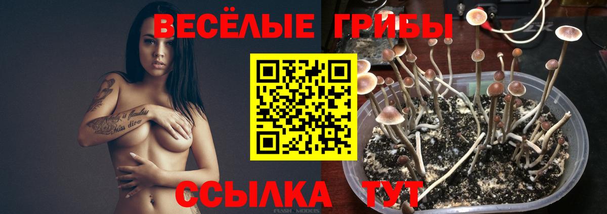 Псилоцибиновые грибы мухоморы Псков